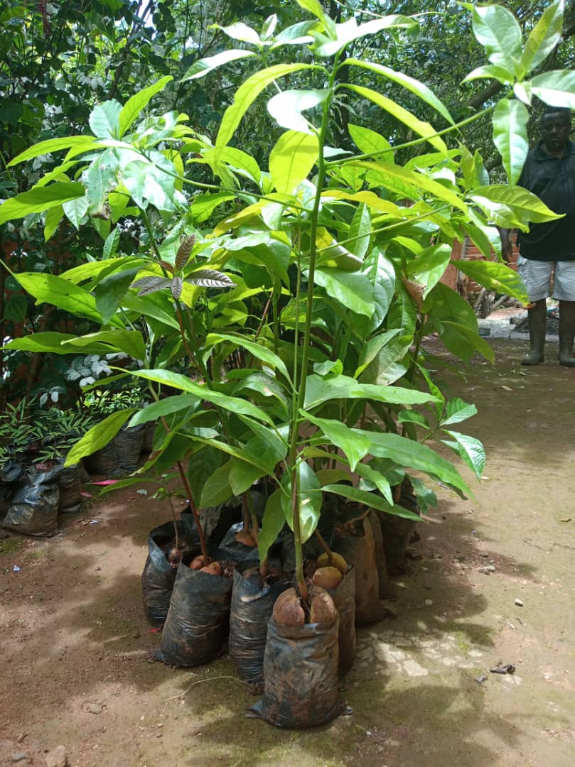 Tree Nursery Initiative