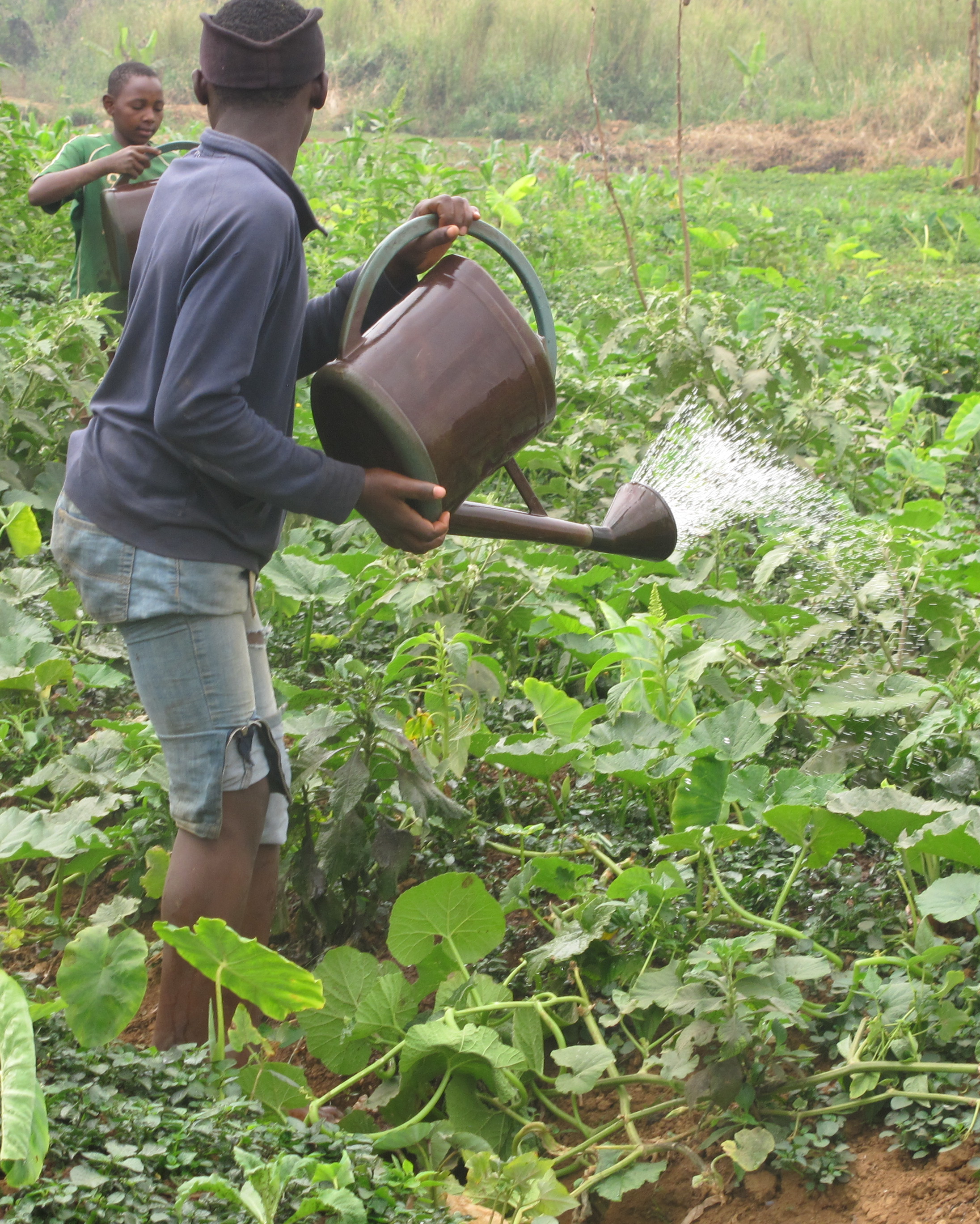 Regenerative Agriculture