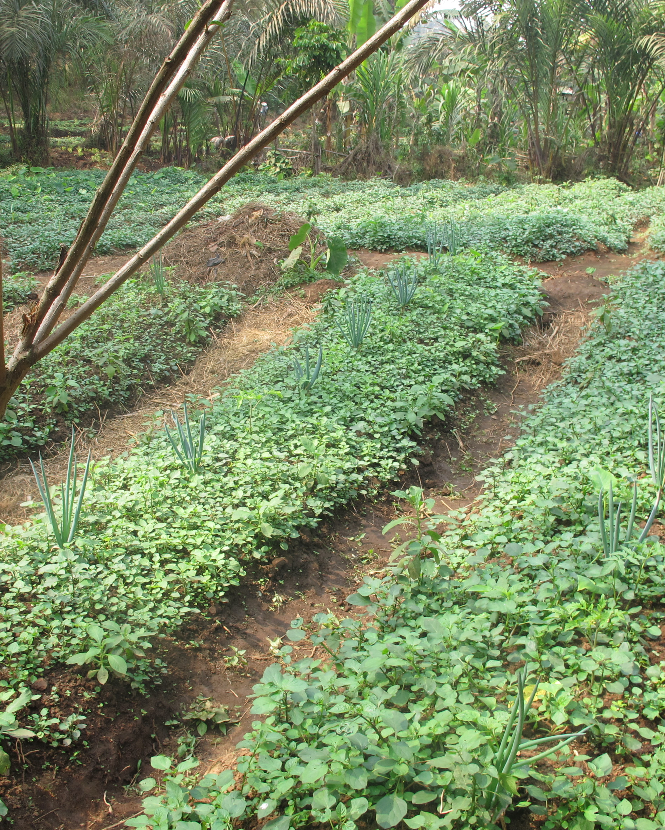 Regenerative Agriculture