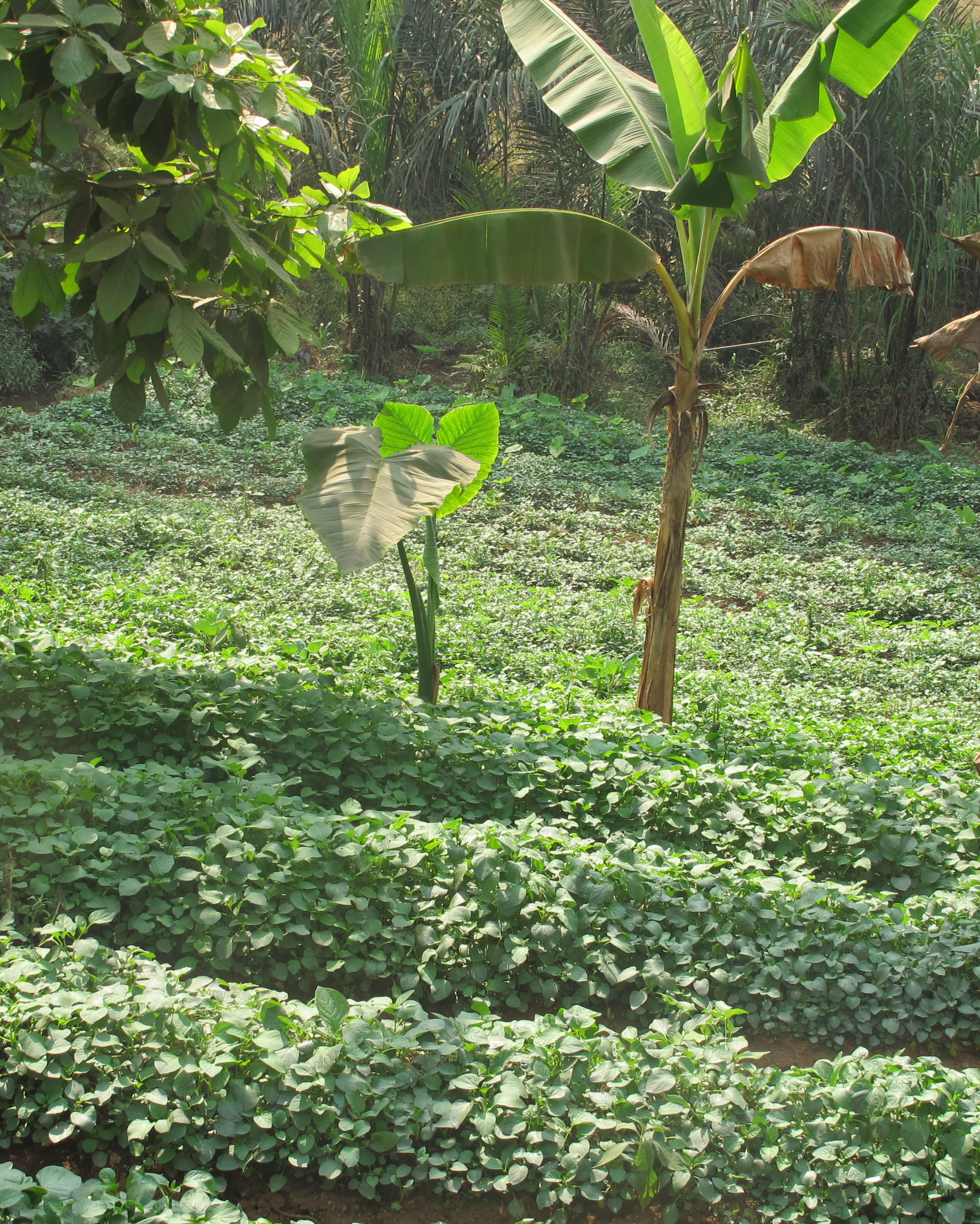 Regenerative Agriculture
