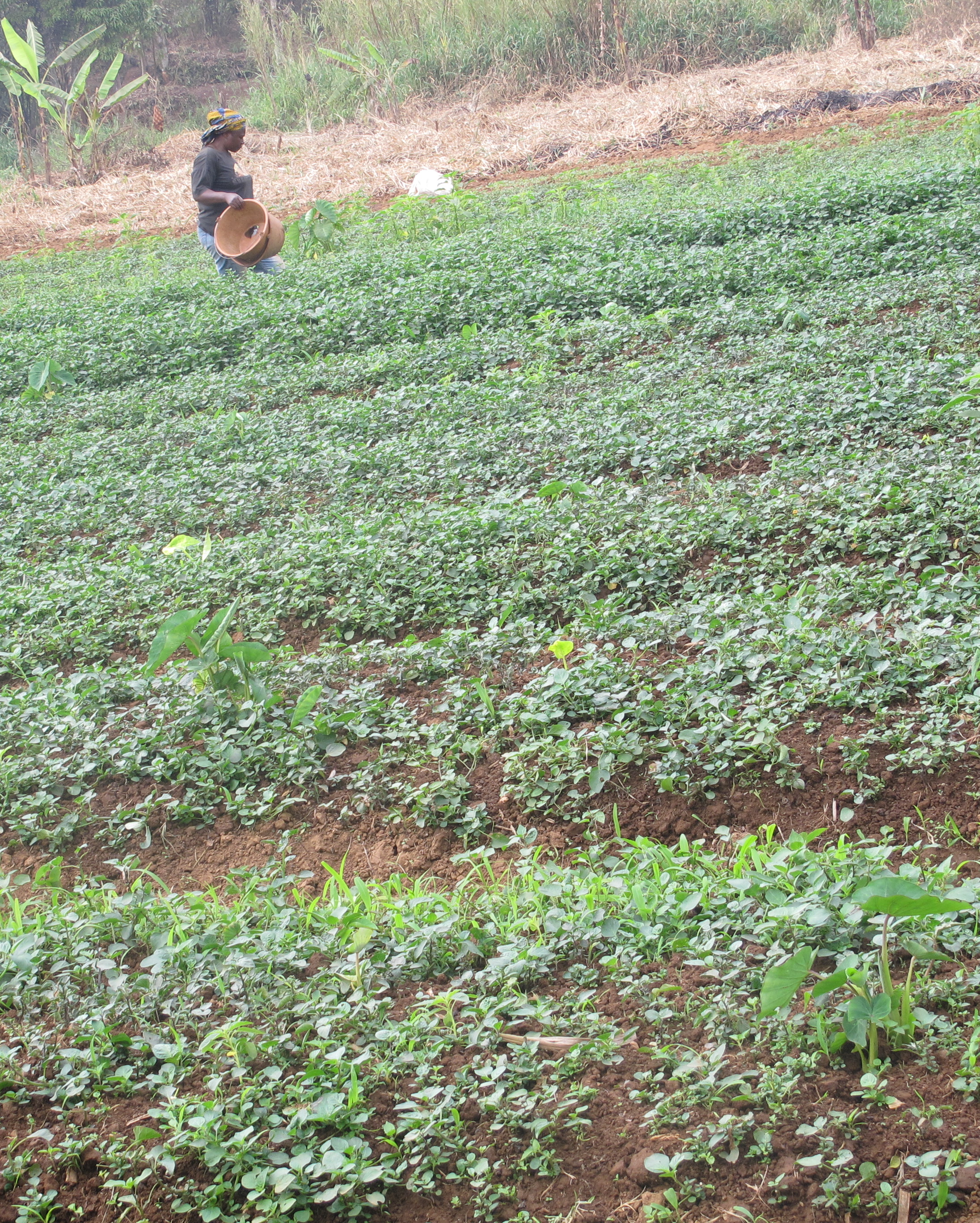 Regenerative Agriculture